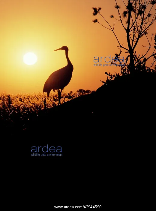 : Red-Crowned / Japanese / Manchurian CRANE - silhouette : Red-Crowned / Japanese / Manchurian CRANE - silhouette