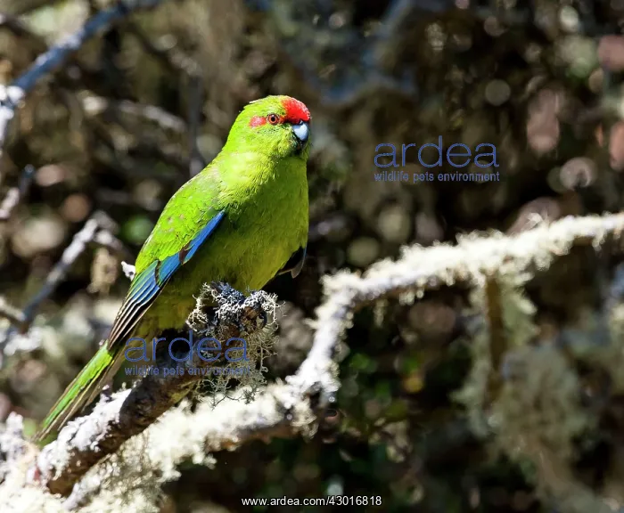  : Red-crowned Parakeet