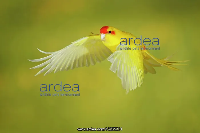 : Red-crowned parakeet or red-fronted parakeet (Cyanoramphus : Red-crowned parakeet or red-fronted parakeet (Cyanoramphus