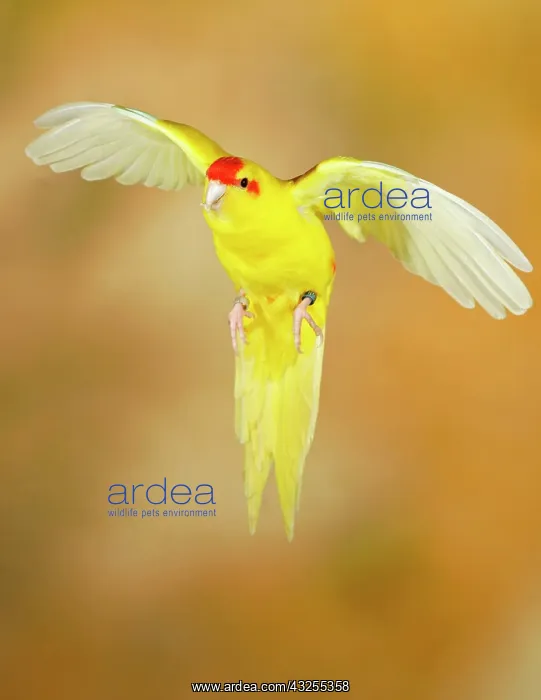 : Red-crowned parakeet or red-fronted parakeet (Cyanoramphus : Red-crowned parakeet or red-fronted parakeet (Cyanoramphus