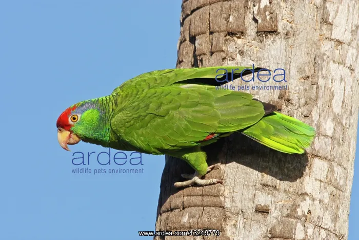 : Red-crowned Parrot (Amazona viridigenalis) : Red-crowned Parrot (Amazona viridigenalis)