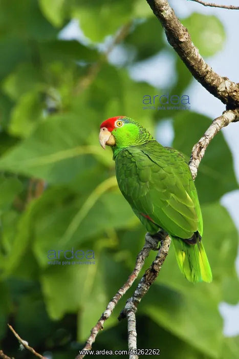  : Red-Crowned Parrot (Amazona viridigenalis)