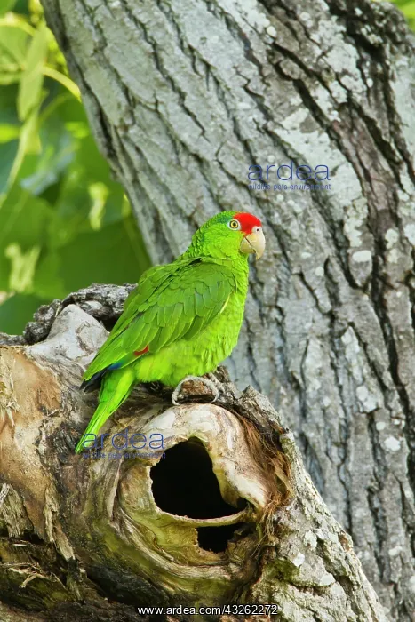 : Red-Crowned Parrot (Amazona viridigenalis) : Red-Crowned Parrot (Amazona viridigenalis)