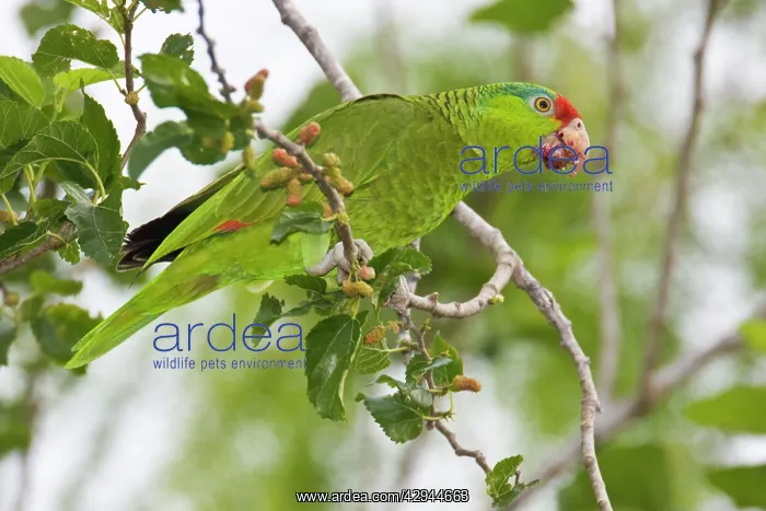 : Red-crowned / Red-crowned Amazon / Green-cheeked Parrot : Red-crowned / Red-crowned Amazon / Green-cheeked Parrot