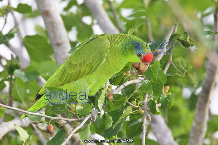 : Red-crowned / Red-crowned Amazon / Green-cheeked Parrot : Red-crowned / Red-crowned Amazon / Green-cheeked Parrot