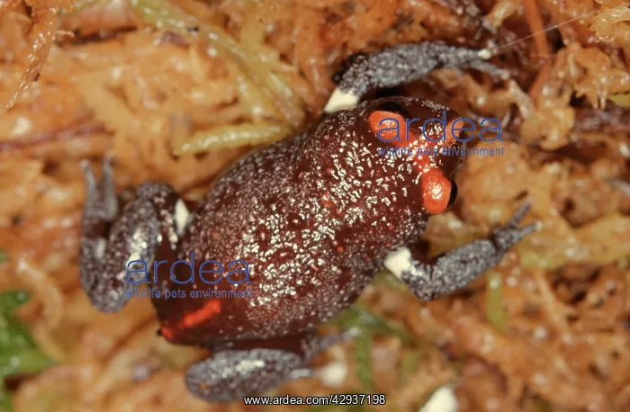 : Red-crowned toadlet : Red-crowned toadlet