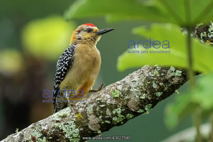 : Red-crowned Woodpecker, Cueva de los Guacharos National : Red-crowned Woodpecker, Cueva de los Guacharos National