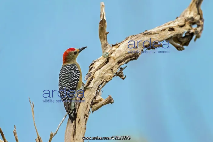 : Red-crowned Woodpecker, Los Llanos, Colombia