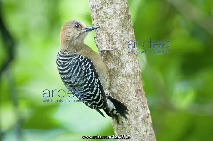 : Red-crowned Woodpecker - on tree : Red-crowned Woodpecker - on tree