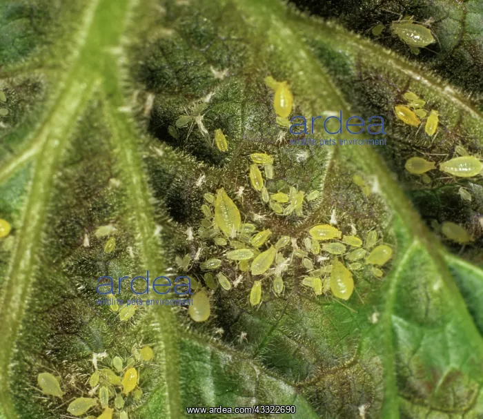 : Red currant blister aphid : Red currant blister aphid