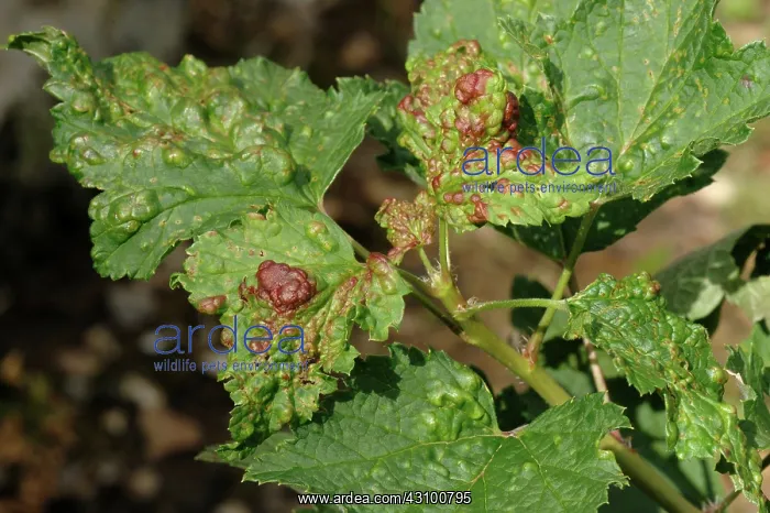 : Red currant blister aphid damage : Red currant blister aphid damage