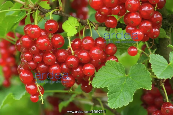 : Red Currant / Reducrrant / Garnet Berry - ripe : Red Currant / Reducrrant / Garnet Berry - ripe