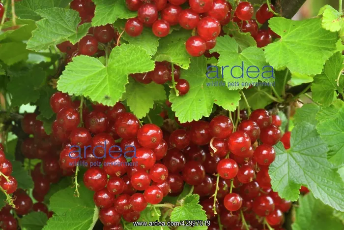 : Red Currant / Reducrrant / Garnet Berry - ripe : Red Currant / Reducrrant / Garnet Berry - ripe