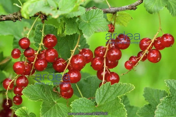 : Red Currant / Reducrrant / Garnet Berry - ripe : Red Currant / Reducrrant / Garnet Berry - ripe
