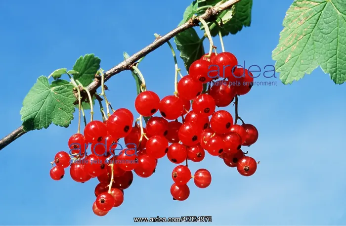: RED CURRANTS : RED CURRANTS