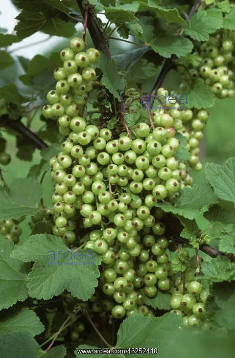 : Red currants on the bush : Red currants on the bush