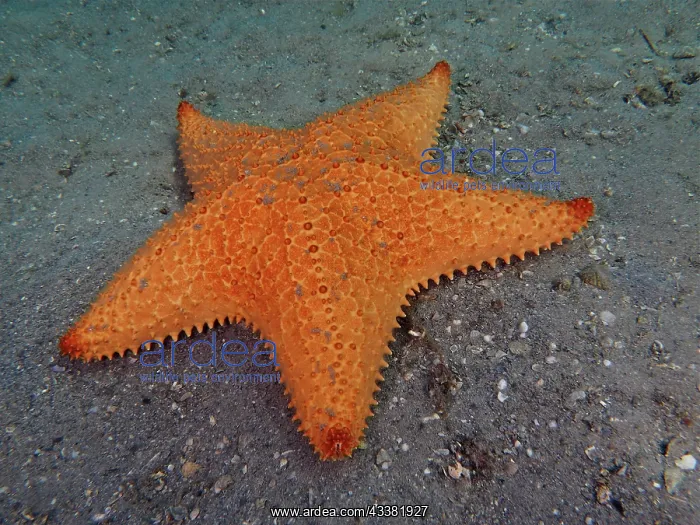 : Red cushion sea star (Oreaster reticulatus), Blue Heron Brid : Red cushion sea star (Oreaster reticulatus), Blue Heron Brid