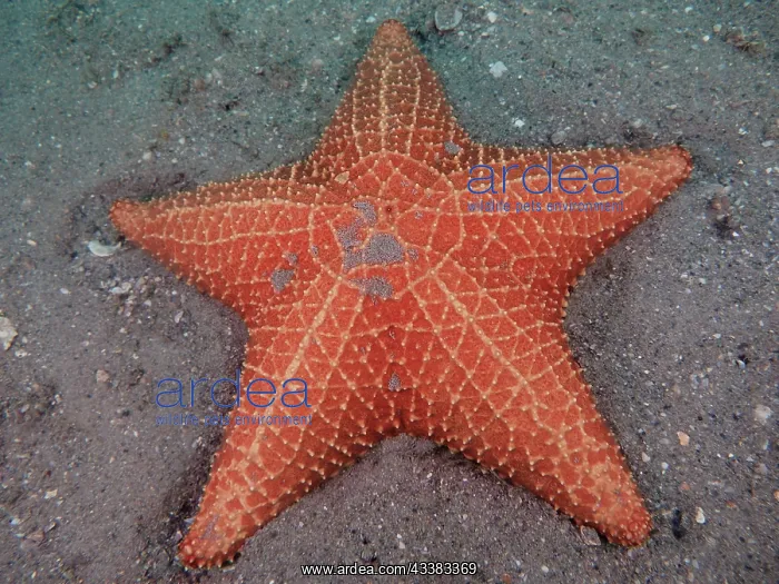  : Red cushion sea star (Oreaster reticulatus). Dive