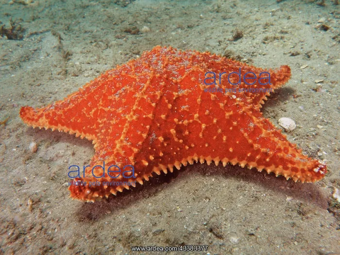  : Red cushion sea star (Oreaster reticulatus). Dive
