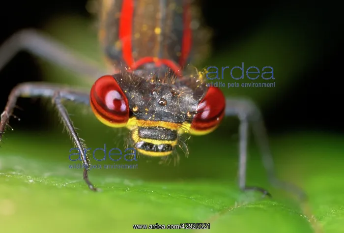 : Red Damselfly - huge compound eyes : Red Damselfly - huge compound eyes