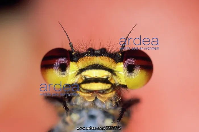 : Red Damselfly - huge compound eyes : Red Damselfly - huge compound eyes