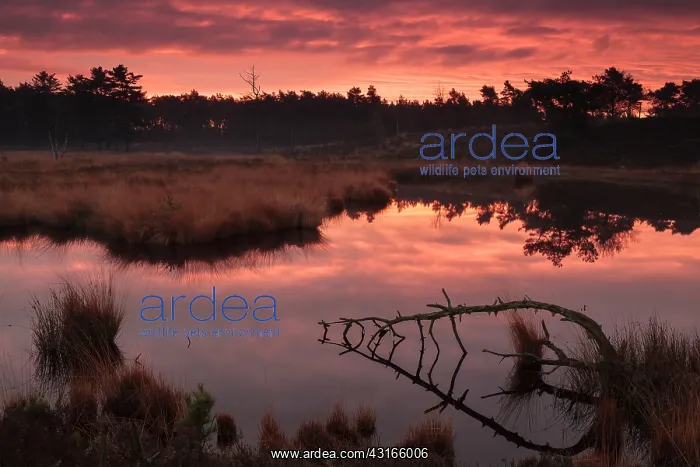 : Red of dawn over a fen with a dead tree in it : Red of dawn over a fen with a dead tree in it