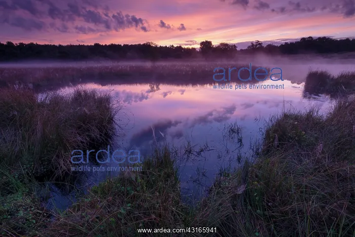 : Red of dawn with mist over a fen : Red of dawn with mist over a fen