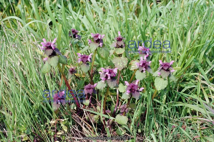  : RED DEAD-NETTLE