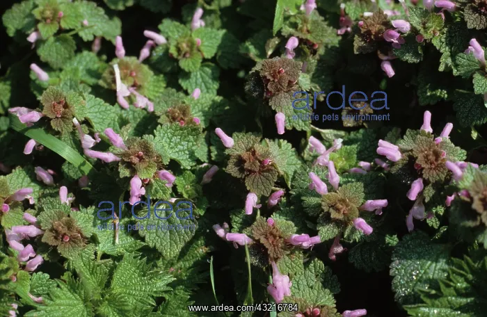  : Red dead-nettle