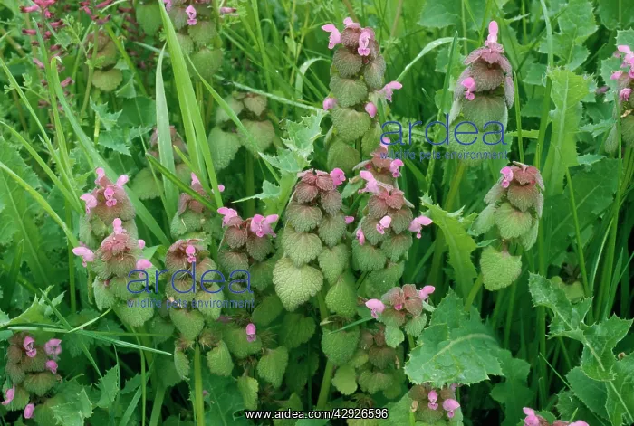  : Red Dead Nettle - flowers
