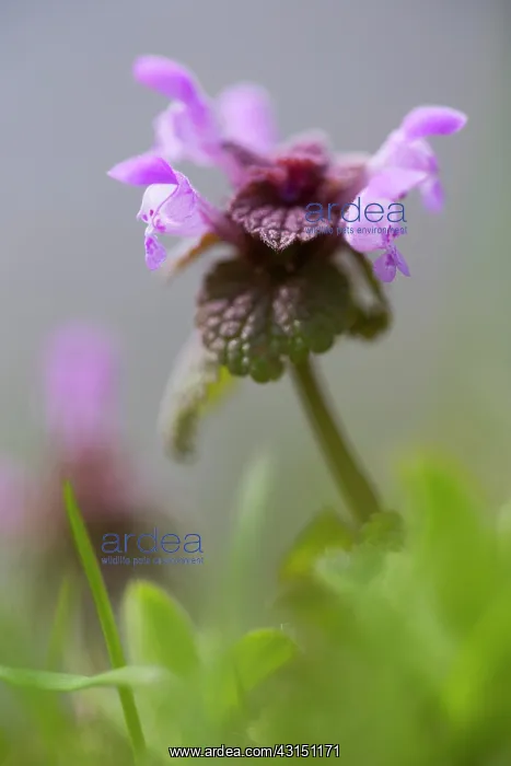 : Red Deadnettle : Red Deadnettle