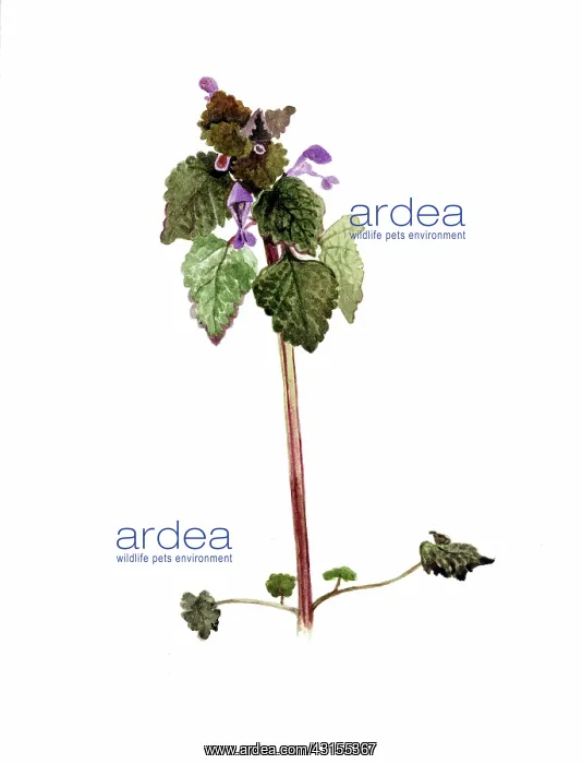 : Red Deadnettle : Red Deadnettle