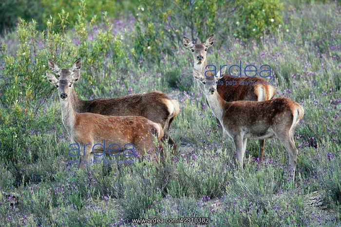 : Red Deer - 2 hinds with their calves in scrub Lavender : Red Deer - 2 hinds with their calves in scrub Lavender