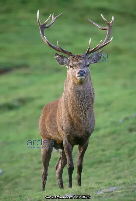  : Red DEER (Cervus elaphus)
