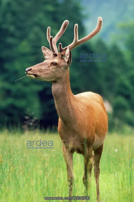  : RED DEER (Cervus elaphus)