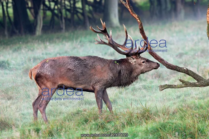 : Red Deer (Cervus elaphus). Dyrehave Park Copenhagen Denmark : Red Deer (Cervus elaphus). Dyrehave Park Copenhagen Denmark