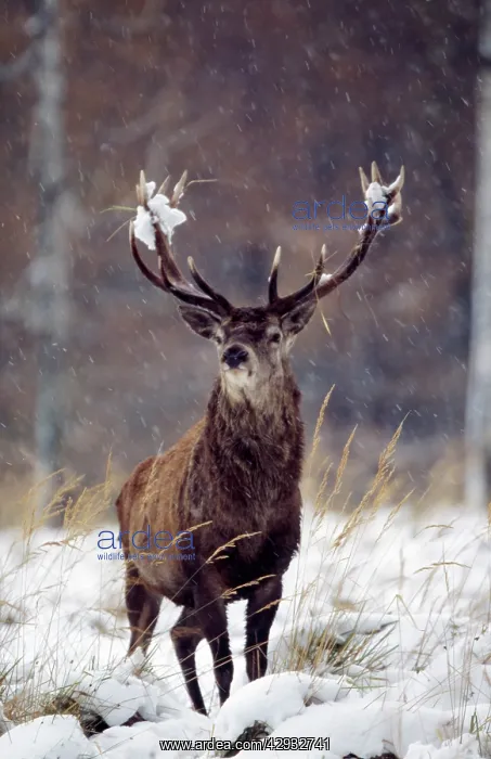  : Red Deer (Cervus elephus)