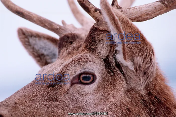  : Red deer (Cervus elaphus). Europe