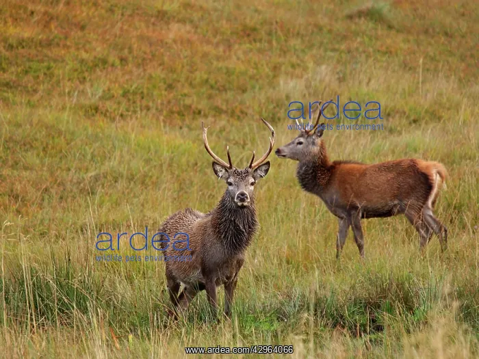 : Red Deer (Cervus elaphus). Scottish Highlands - Scotland : Red Deer (Cervus elaphus). Scottish Highlands - Scotland