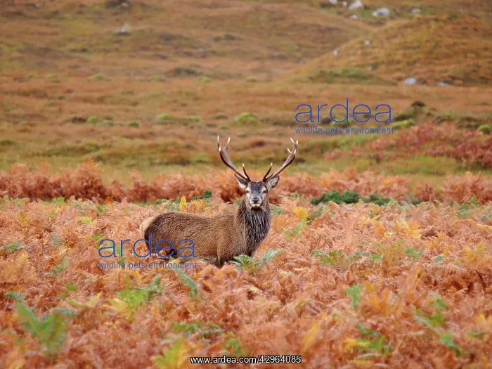 : Red Deer (Cervus elaphus). Scottish Highlands - Scotland : Red Deer (Cervus elaphus). Scottish Highlands - Scotland