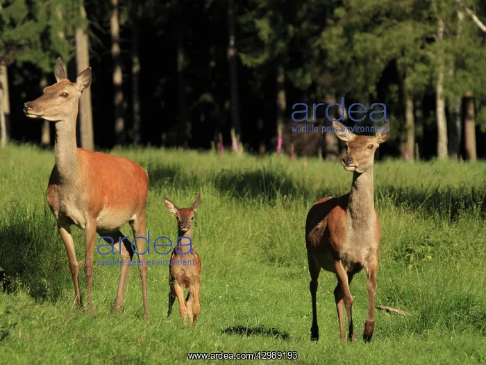 : Red Deer (Cervus elaphus). hinds with fawn - Germany : Red Deer (Cervus elaphus). hinds with fawn - Germany