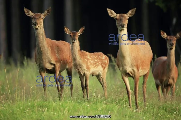 : Red Deer (Cervus elaphus). hinds with fawn - Germany : Red Deer (Cervus elaphus). hinds with fawn - Germany