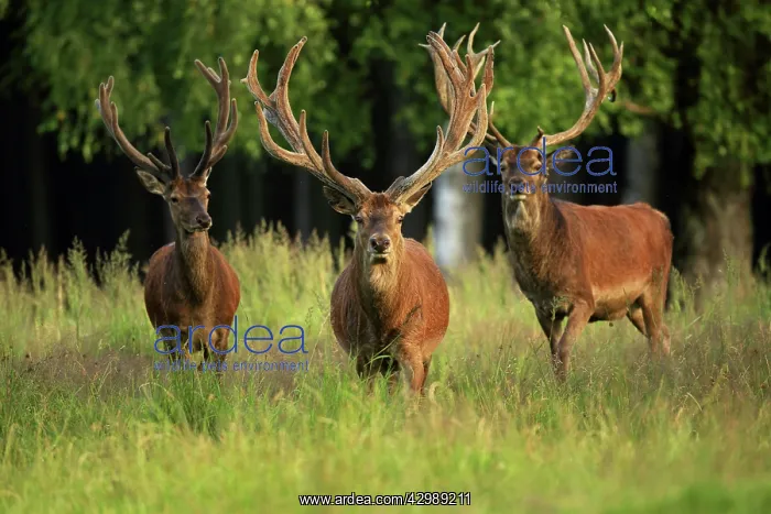 : Red Deer (Cervus elaphus). bucks in summer - one with racks in velvet - Germany : Red Deer (Cervus elaphus). bucks in summer - one with racks in velvet - Germany