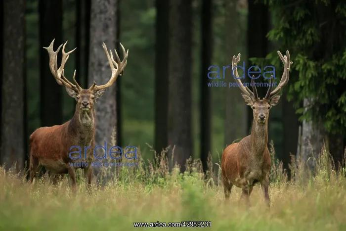 : Red Deer (Cervus elaphus). bucks in summer - Germany : Red Deer (Cervus elaphus). bucks in summer - Germany