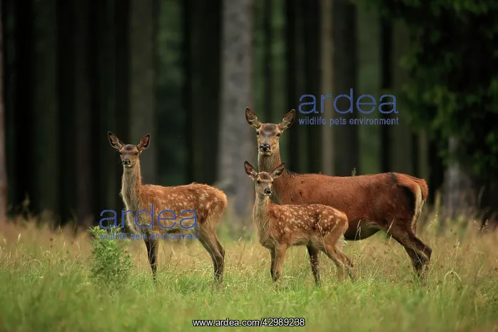 : Red Deer (Cervus elaphus). hind with fawns - Germany : Red Deer (Cervus elaphus). hind with fawns - Germany