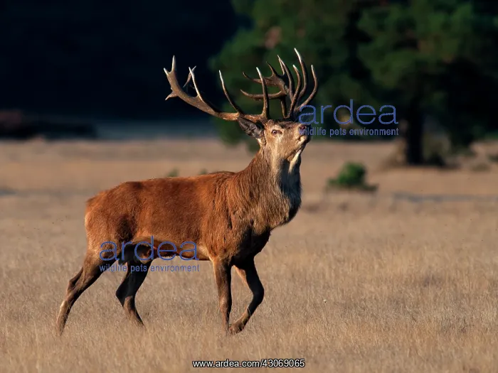 : Red Deer. Male Red deer (Cervus Elphus) showing off : Red Deer. Male Red deer (Cervus Elphus) showing off