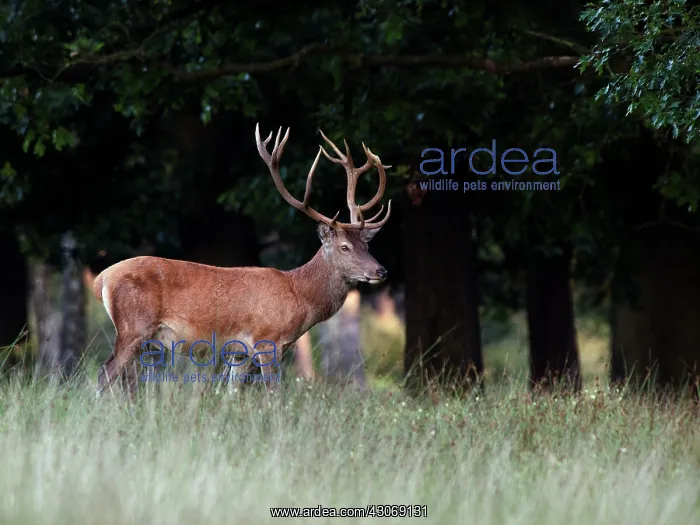 : Red Deer (Cervus elaphus) walking along the forest edge : Red Deer (Cervus elaphus) walking along the forest edge
