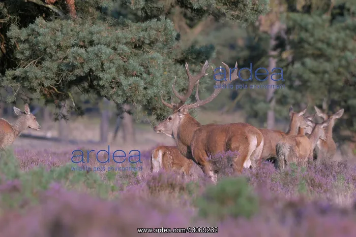 : Red Deer stag (Cervus elaphus) following his harem of does during the annual : Red Deer stag (Cervus elaphus) following his harem of does during the annual