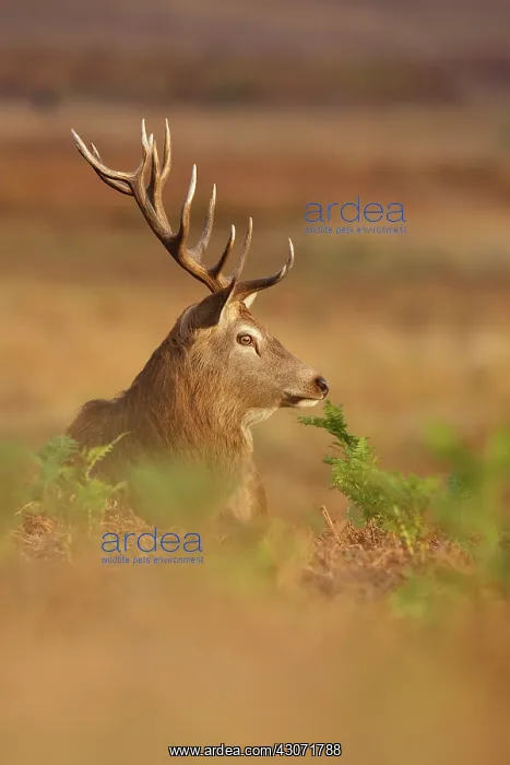 : Red Deer. Portrait of Red Deer (Cervus elaphus) stag lying in bracken : Red Deer. Portrait of Red Deer (Cervus elaphus) stag lying in bracken