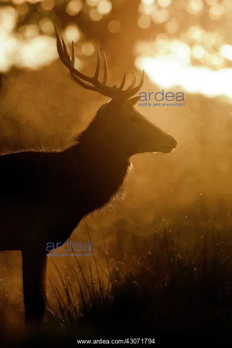 : Red Deer (Cervus elaphus) stag standing in dust cloud : Red Deer (Cervus elaphus) stag standing in dust cloud